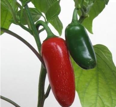 Jalape Chile Pepper seed Capsicum annuum Jalapeno